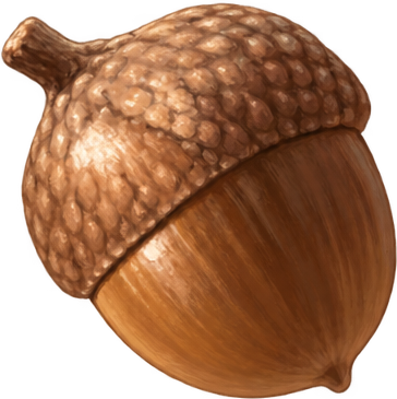 Acorn