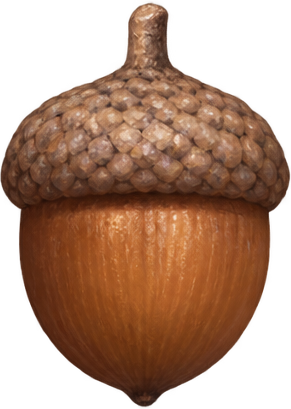 Acorn