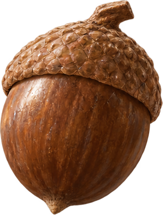 Acorn