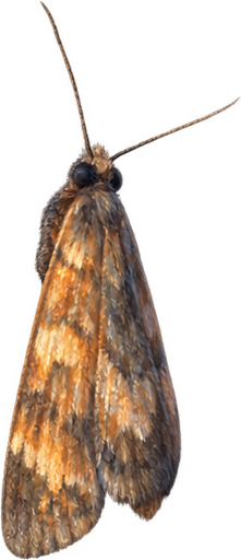 Moth