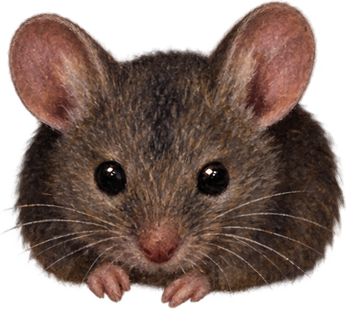 Little mouse
