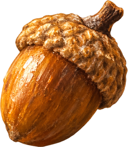 Acorn